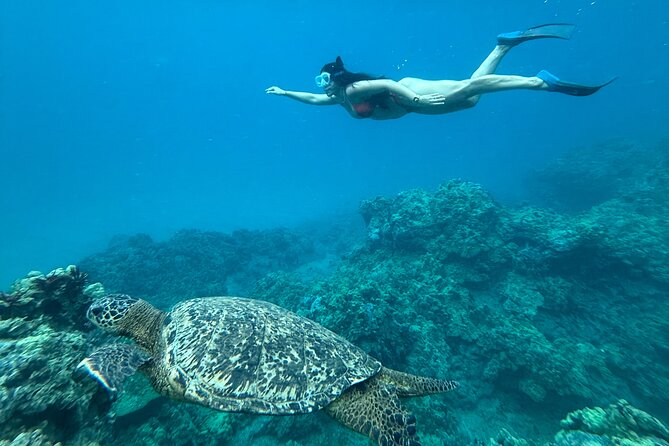 Private Snorkel Photos Included - Marine Life You Can Expect to Hunt For