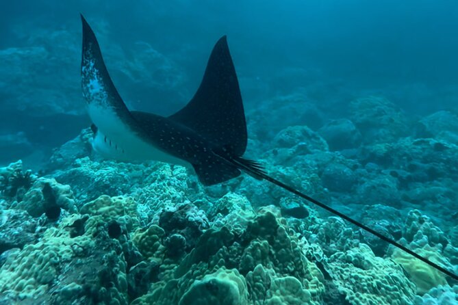 Private Snorkel Photos Included - Guide Names You May Encounter, and the Style They’re Praising