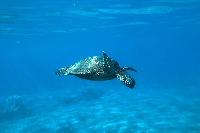 Private Snorkel Photos Included - Price and Value: What $155 Per Person Actually Buys