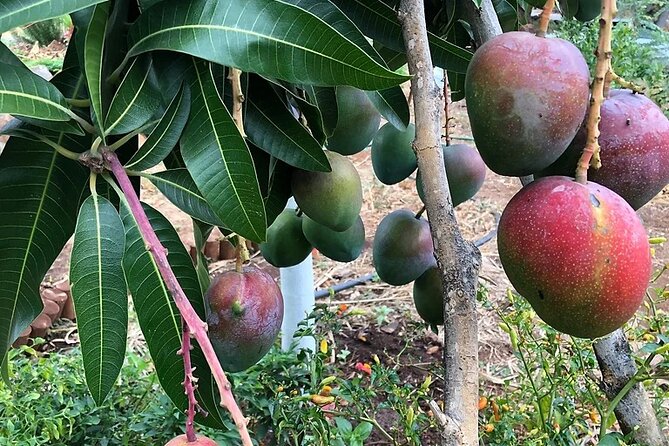 Regenerative Mango and Tropical Fruit Tour in West Maui - Practical Value: Does It Feel Worth $85?