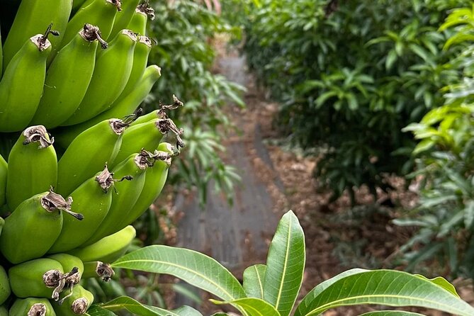 Regenerative Mango and Tropical Fruit Tour in West Maui - Who This Tour Best Fits (And Who Might Want Something Else)