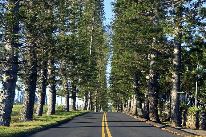 Road to Hana: Full-Day Scenic Drive with Blacksand & Waterfalls - Start time, pickup areas, and what your day really feels like