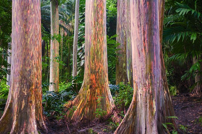 Road to Hana Full Day Tour with A Guide - Your full Road to Hana route, stop by stop