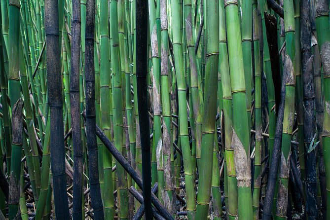 Road to Hana Halfway and Haleakala National Park - Rainbow Eucalyptus and the Bamboo Forest: Quick Stops With Big Photo Payoff