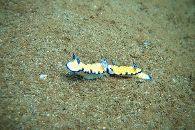 Scuba Diving in Maui with No Experience Needed - The 2-Hour Flow: From Meeting Spot to Reef Time