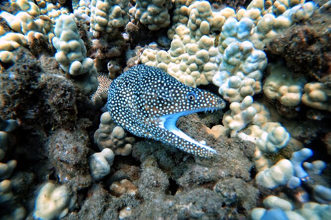 Scuba Diving in Maui with No Experience Needed - Instructors and Small-Group Attention: The Real Value