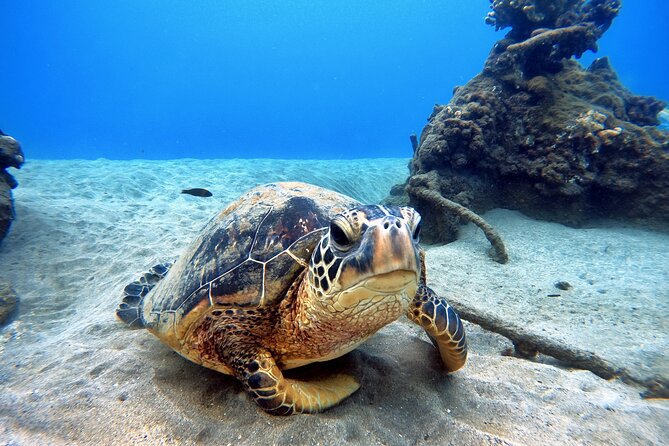 Scuba Diving in Maui with No Experience Needed - Price and Value: Is $199 a Smart Deal?
