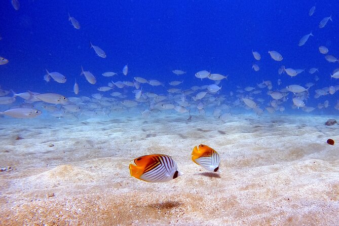Scuba Diving in Maui with No Experience Needed - Who This Tour Fits Best