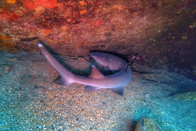 Scuba Diving in Maui with No Experience Needed - Practical Tips Before You Go