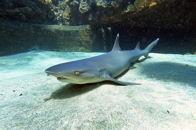 Scuba Diving in Maui with No Experience Needed - What You’ll See in West Maui Waters