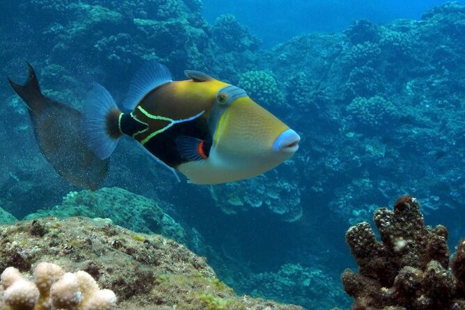Small Group Coral Gardens Snorkel & Waterslide Adventure - Why this Wailuku afternoon schedule works so well