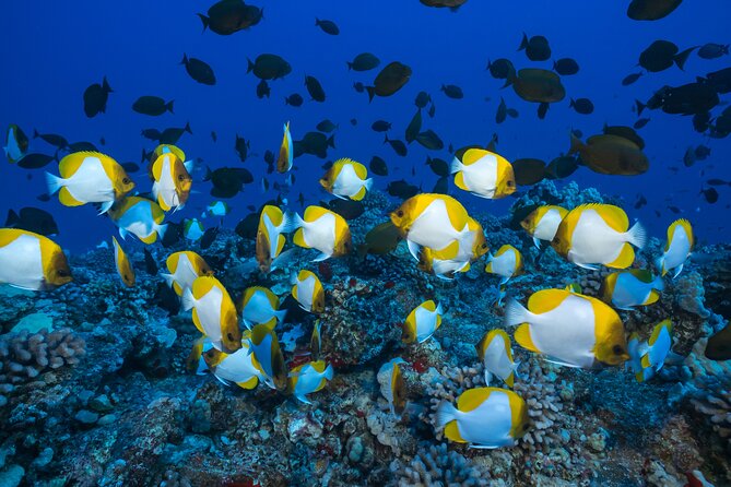 Small Group Coral Gardens Snorkel & Waterslide Adventure - Included food, gear, and sunscreen: what you save by not packing
