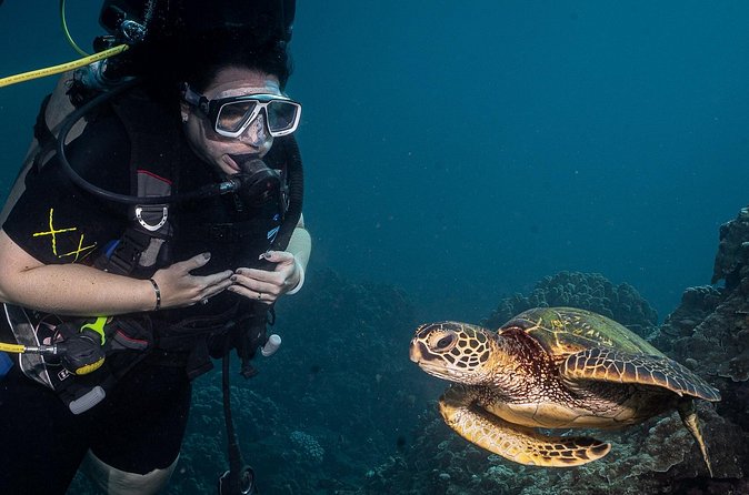 Small-Group Shark and Turtle Dive for Certified Divers - The underwater highlights beyond the main stars