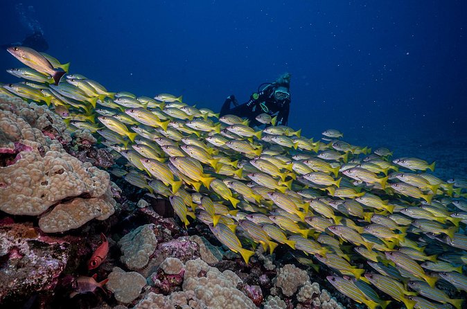 Small-Group Shark and Turtle Dive for Certified Divers - How the entry and exit work on this shore site