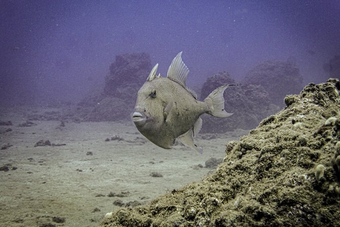 South Maui Discover Scuba Dive - South Maui’s easy shoreline entry, with a max depth of 35 ft