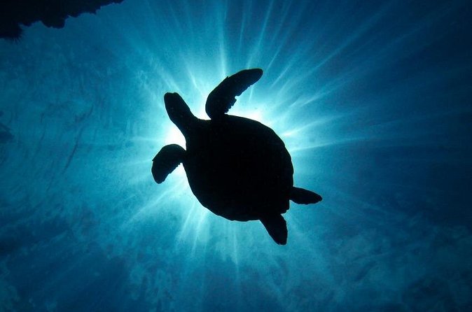 South Maui Discover Scuba Dive - Marine life you can spot fast: fish, turtles, and even a mini cave
