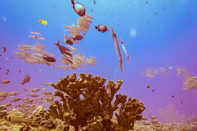 South Maui Discover Scuba Dive - Photos and snacks: small inclusions that change how you remember the day