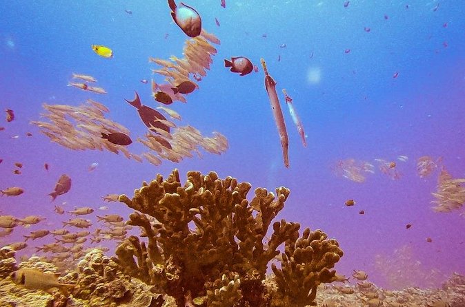 South Maui Discover Scuba Dive - Price and value at $185 per person, and where extra costs can pop up
