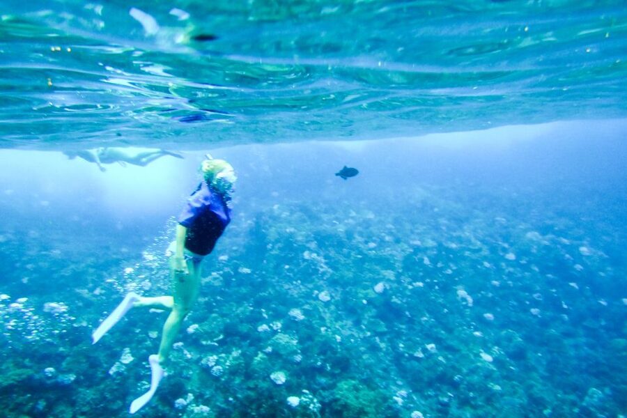 South Maui: Molokini & Turtle Adventure from Maalaea Harbor - Price and value: what $198 buys you in the real world