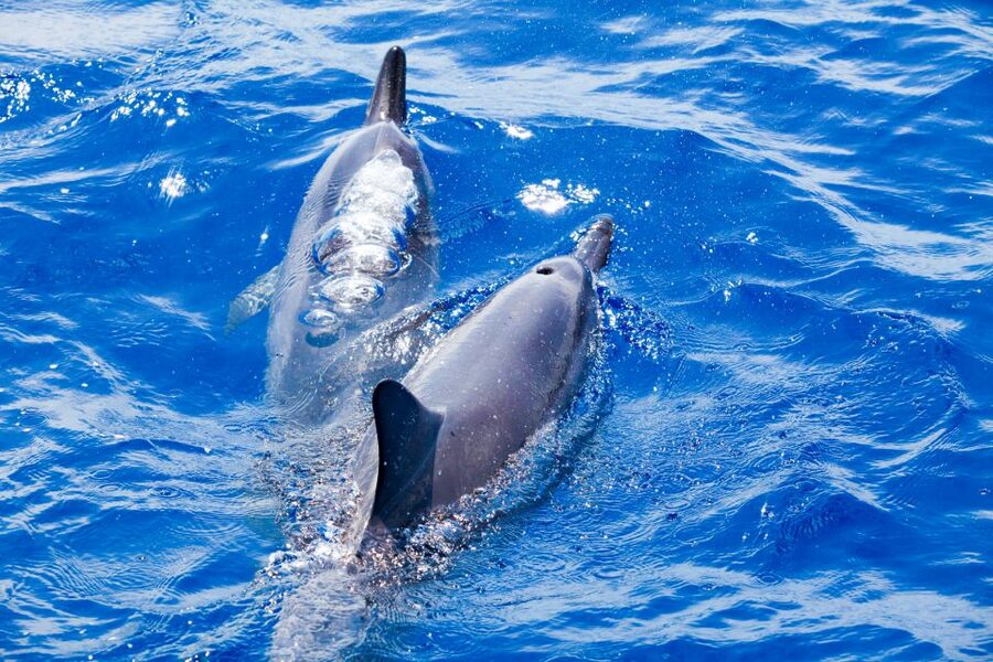 South Maui: Molokini & Turtle Adventure from Maalaea Harbor - The flexible route that keeps snorkeling conditions in your favor