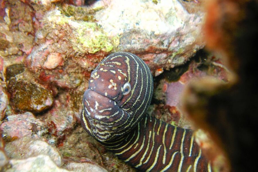 South Maui: Molokini & Turtle Adventure from Maalaea Harbor - Maui’s second snorkel site, plus the lava-flow bonus