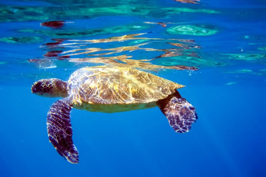 South Maui: Molokini & Turtle Adventure from Maalaea Harbor - Ocean time is better with real comfort and good food