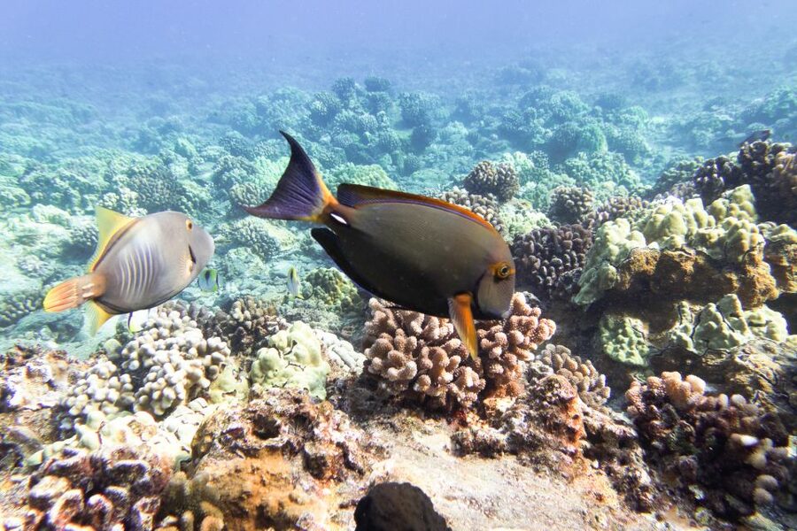 South Maui: Molokini & Turtle Adventure from Maalaea Harbor - Snorkeling rules that keep the reef safe
