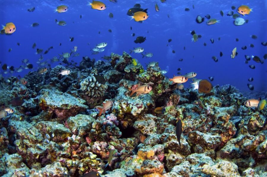 South Maui: Premium Turtle Town Kayak and Snorkel Tour - Winter add-on: whales from your kayak