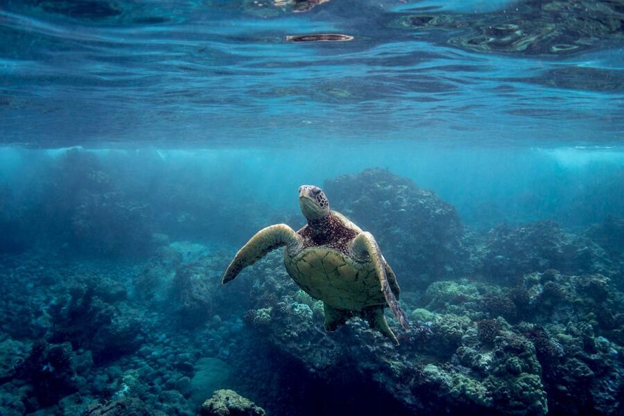 South Maui: Premium Turtle Town Kayak and Snorkel Tour - How the morning flows: gear up, paddle out, snorkel twice