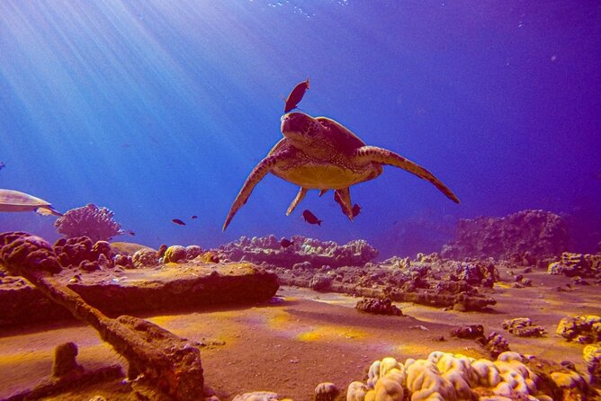 South Maui Shore Dive - Key things to know before you go