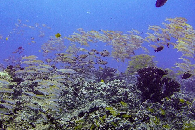 South Maui Shore Dive - Wailea and Makena shoreline: why this side of South Maui fits