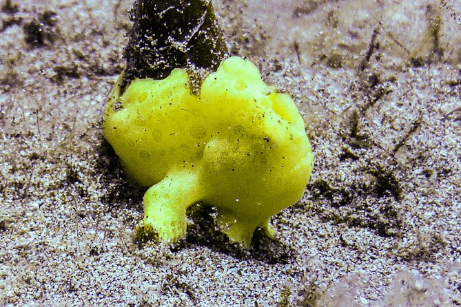 South Maui Shore Dive - Marine life you can plan around: turtles, rays, reef sharks, and more