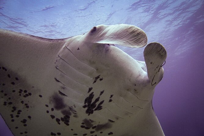 South Maui Shore Dive - Equipment, snacks, drinks, and the photo package: where your $155 lands