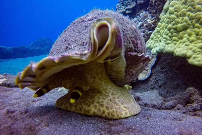 South Maui Shore Dive - Optional second underwater site: when it makes sense and what to know
