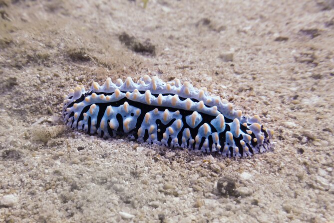 South Maui Shore Dive - Conditions and comfort: how to set yourself up for an easy experience