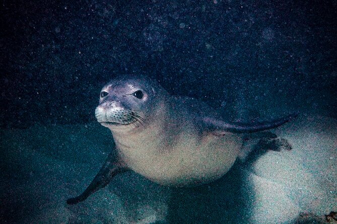 South Maui Shore Dive - Who should book this South Maui shore scuba session?