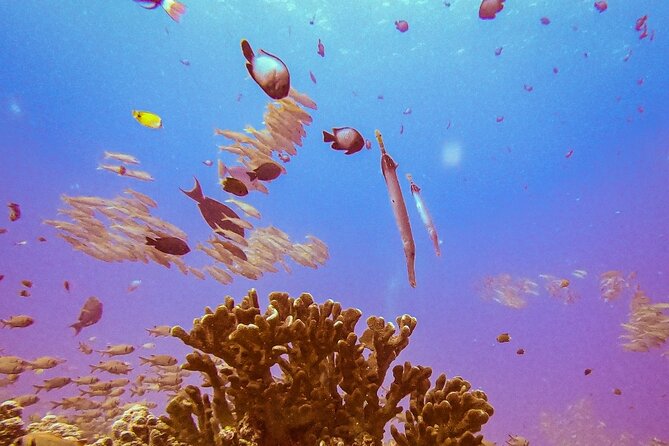 South Maui Shore Dive - Meeting at 5159 Makena Alanui, what your morning feels like