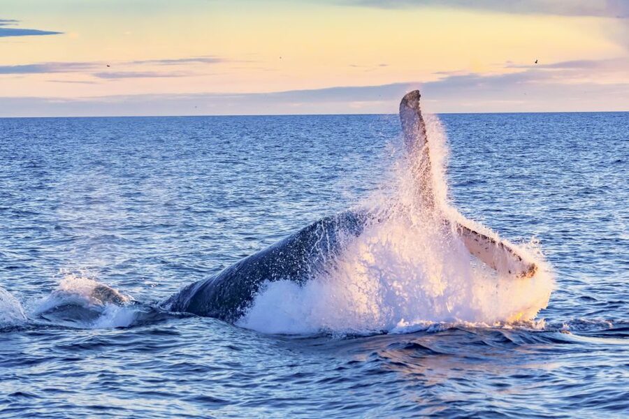 South Maui: Whale Watch Kayaking and Snorkel Tour in Kihei - Meeting at Makena Landing Park, then getting your kayak dialed in