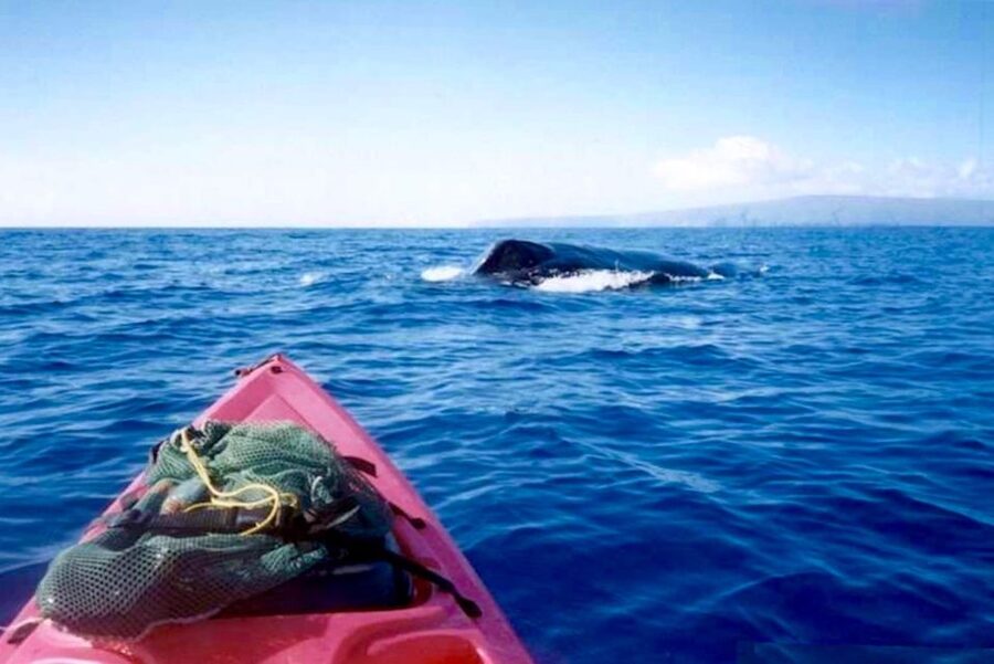 South Maui: Whale Watch Kayaking and Snorkel Tour in Kihei - When whales show up, your guide’s role is everything