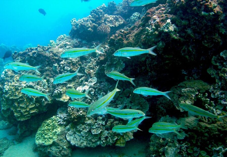 South Maui: Whale Watch Kayaking and Snorkel Tour in Kihei - The reef return and snorkeling for Hono green sea turtles