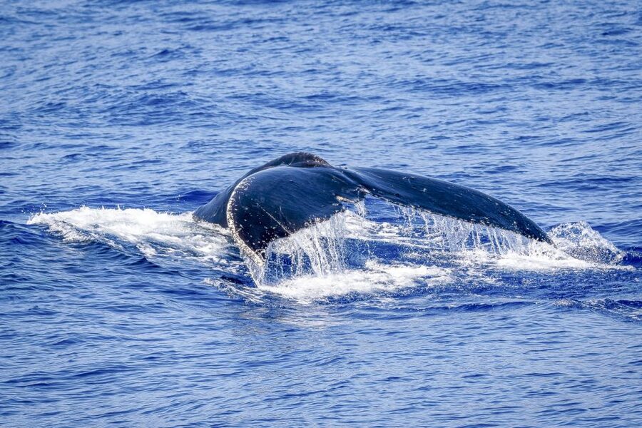 South Maui: Whale Watch Kayaking and Snorkel Tour in Kihei - What is included, and why that matters for value at $118