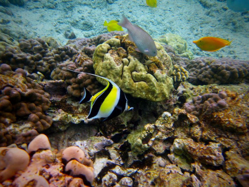 South Maui: Whale Watch Kayaking and Snorkel Tour in Kihei - Should you book it?