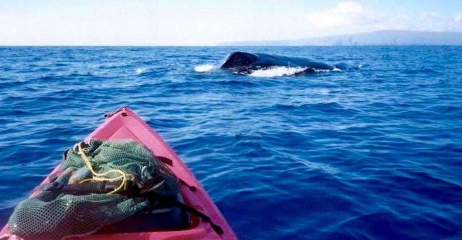 South Maui: Whale Watch Kayaking and Snorkel Tour in Kihei - Kayaking the blue ocean: how whale watching works from the water