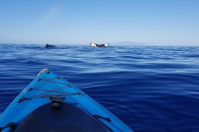 South Shore Turtle Kayak and Snorkel Experience - The Kayak Part: Makena Beach to La Perouse Bay (Without the Grind)