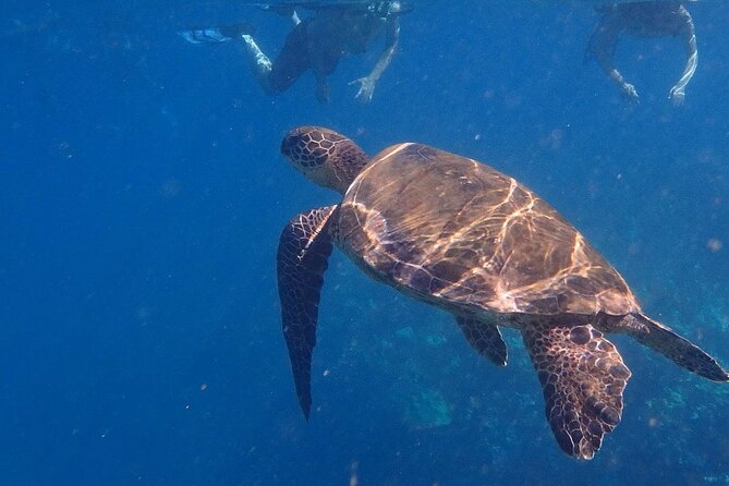 South Shore Turtle Kayak and Snorkel Experience - What You Get for $118.84: Where the Value Actually Comes From