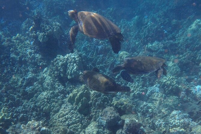 South Shore Turtle Kayak and Snorkel Experience - Meeting Point Reality Check: Where to Start Without Stress