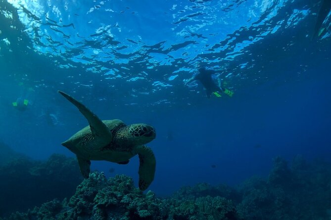 South Shore Turtle Kayak and Snorkel Experience - Snorkeling for Turtles: What the 45 Minutes Usually Looks Like