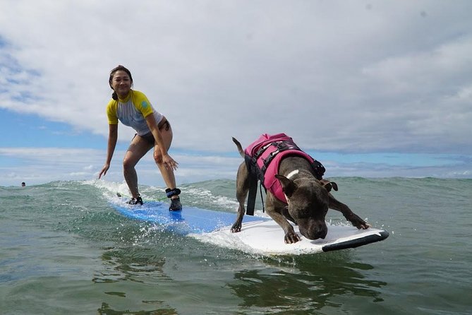 Surf with a Service Animal - Key Highlights Worth Your Time