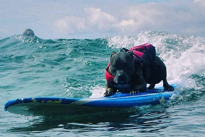 Surf with a Service Animal - What This Experience Teaches You Beyond Surfing