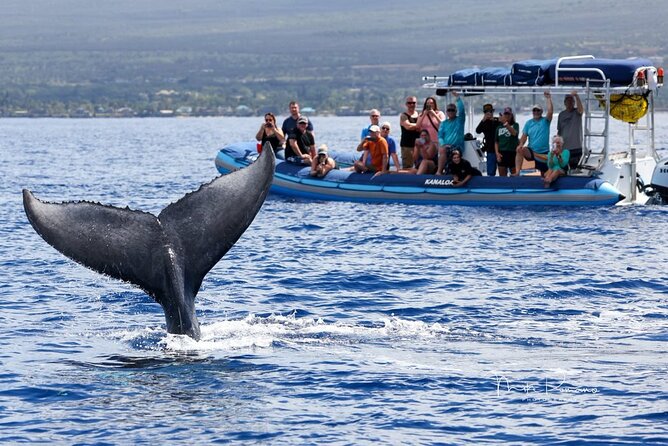 The Best 10 am 1.5 Hour Whale Watching Tour - Key points before you book